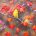 Goldfinches in Fall